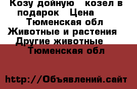 Козу дойную , козел в подарок › Цена ­ 5 - Тюменская обл. Животные и растения » Другие животные   . Тюменская обл.